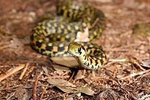 Snakes of Taiwan: Rhabdophis tigrinus formosanus - Asian Tiger Snake