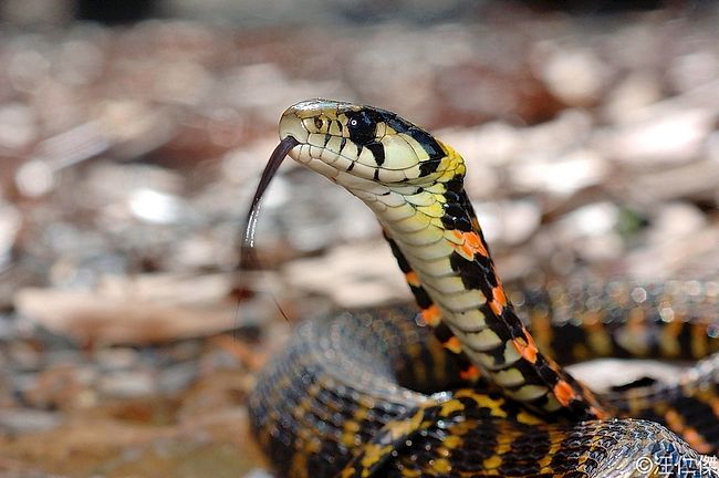 Snakes of Taiwan: Rhabdophis tigrinus formosanus - Asian Tiger Snake