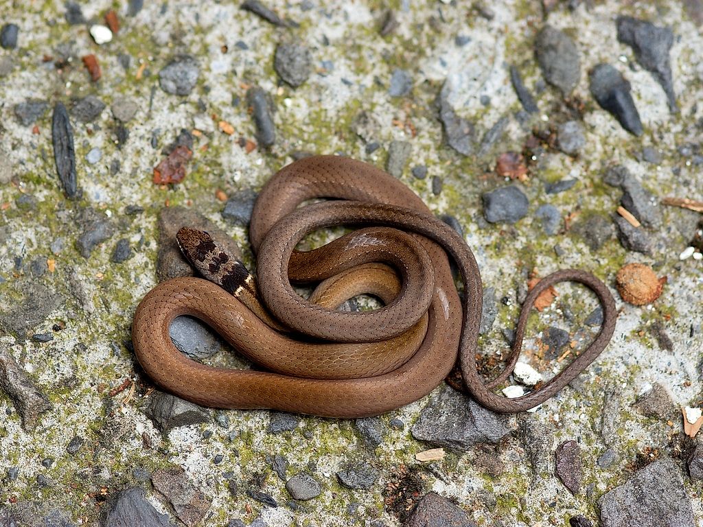 Snakes of Taiwan: Sibynophis chinensis chinensis - Asiatic Many-Toothed ...