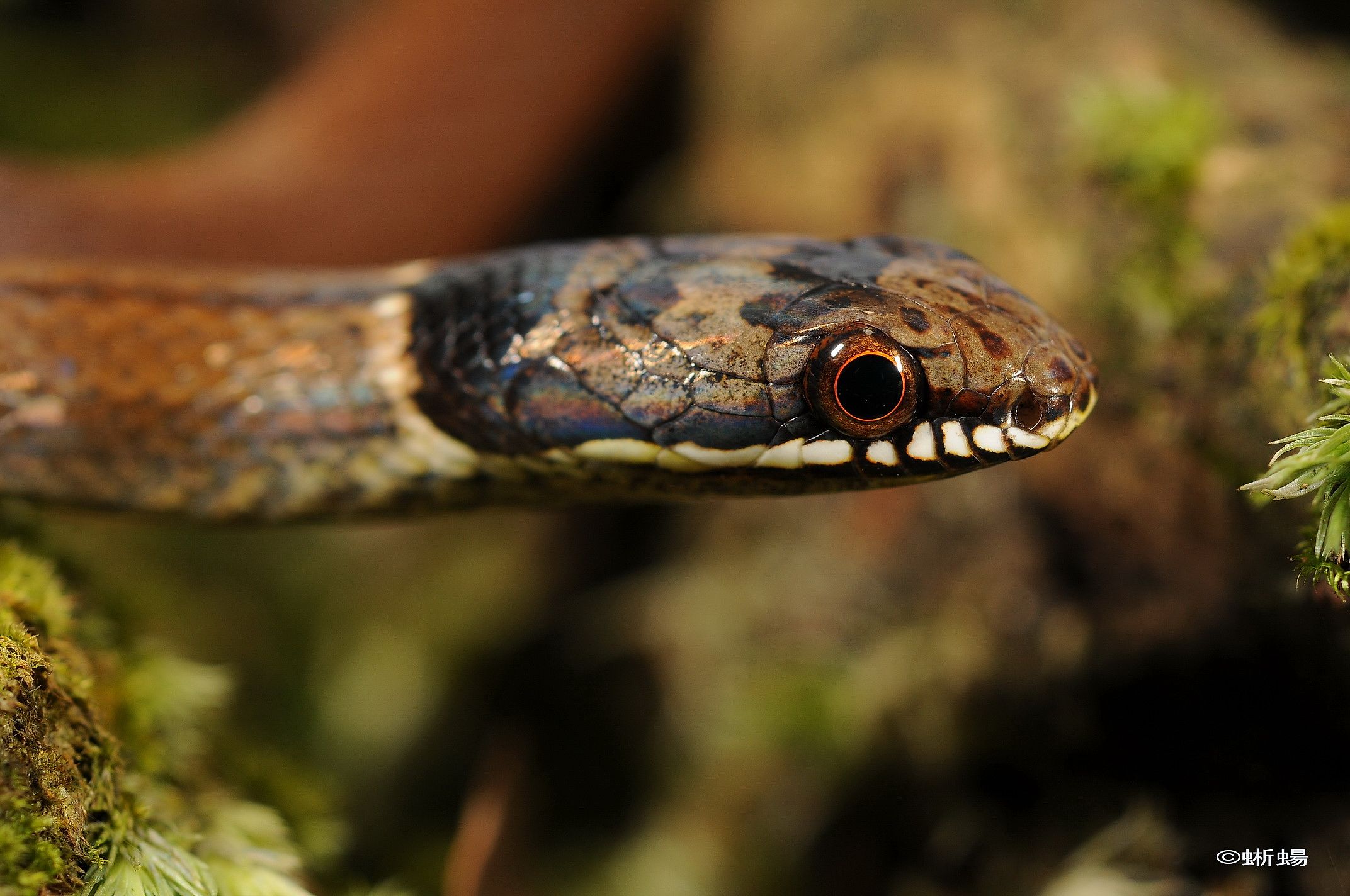 Snakes of Taiwan: Sibynophis chinensis chinensis - Asiatic Many-Toothed ...