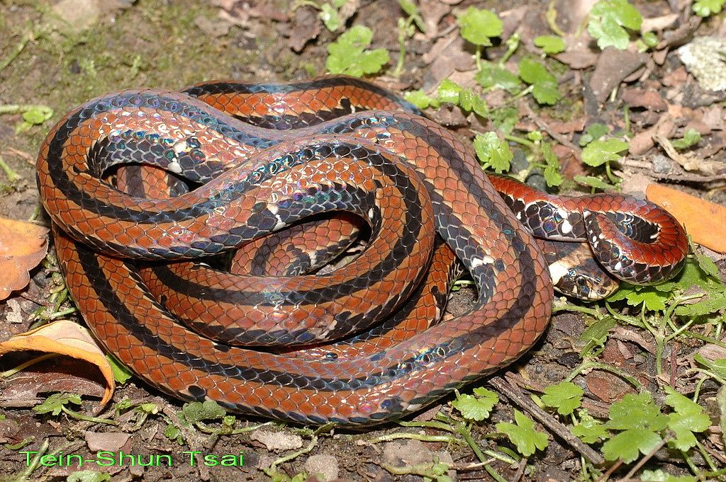 Snakes of Taiwan: Sinomicrurus hatori - Hatori's Coral Snake