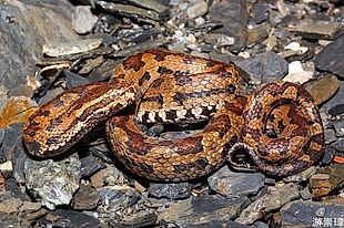 台灣蛇類 Snakes Of Taiwan Trimeresurus Gracilis 菊池氏龜殼花