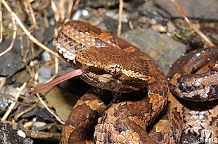 台灣蛇類 Snakes Of Taiwan Trimeresurus Gracilis 菊池氏龜殼花