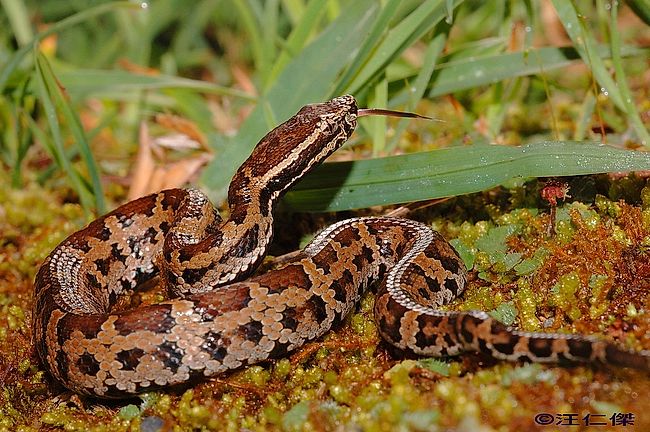 Snakes of Taiwan: Trimeresurus gracilis - Taiwan Mountain Pitviper