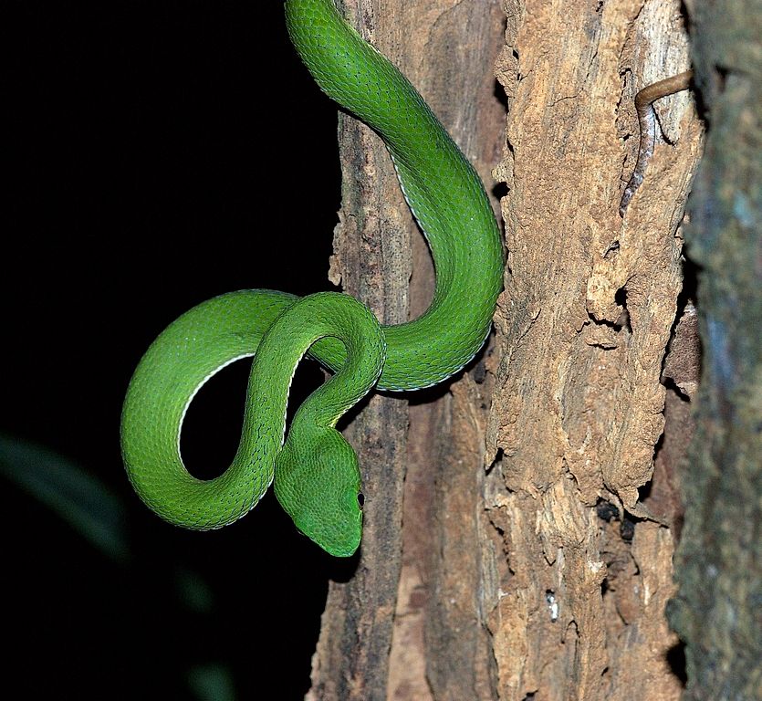 Snakes of Taiwan: Trimeresurus stejnegeri stejnegeri - Chinese Green ...