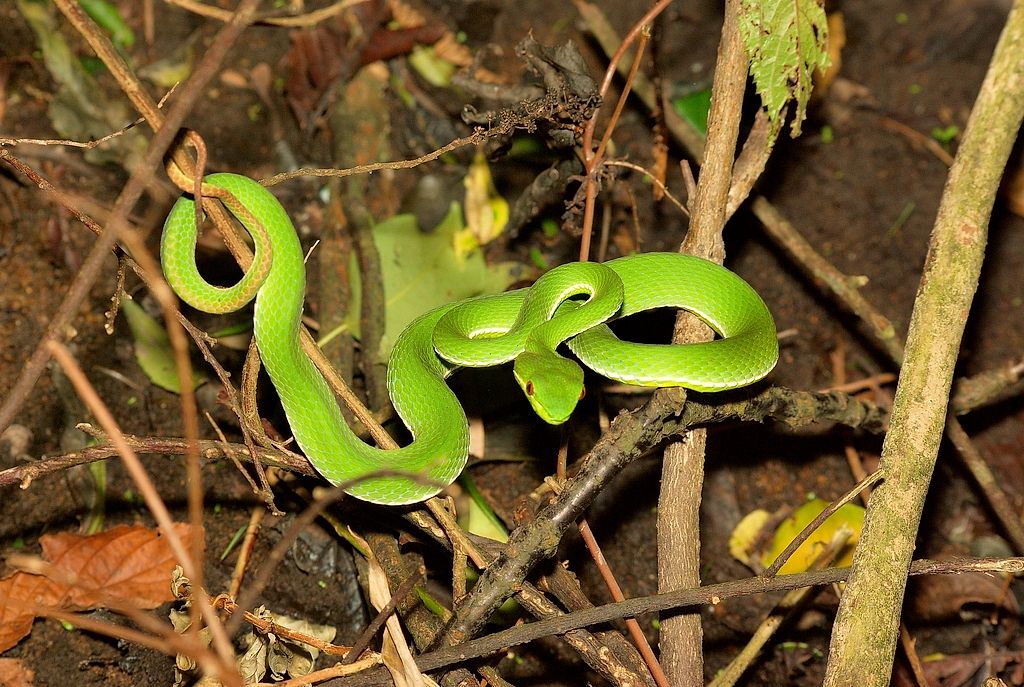 Snakes of Taiwan: Trimeresurus stejnegeri stejnegeri - Chinese Green ...