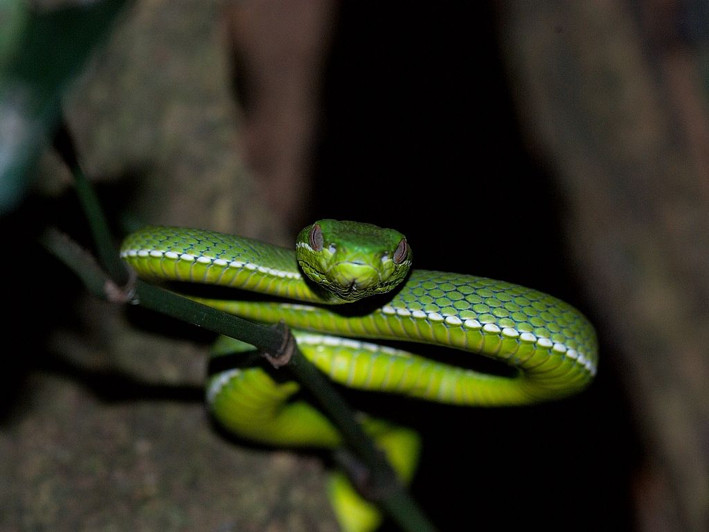 Snakes Of Taiwan: Trimeresurus Stejnegeri Stejnegeri - Chinese Green 