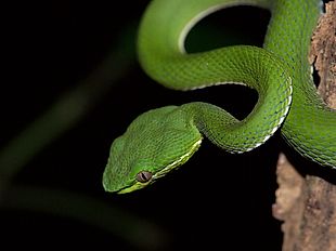 Snakes of Taiwan: Trimeresurus stejnegeri stejnegeri - Chinese Green ...