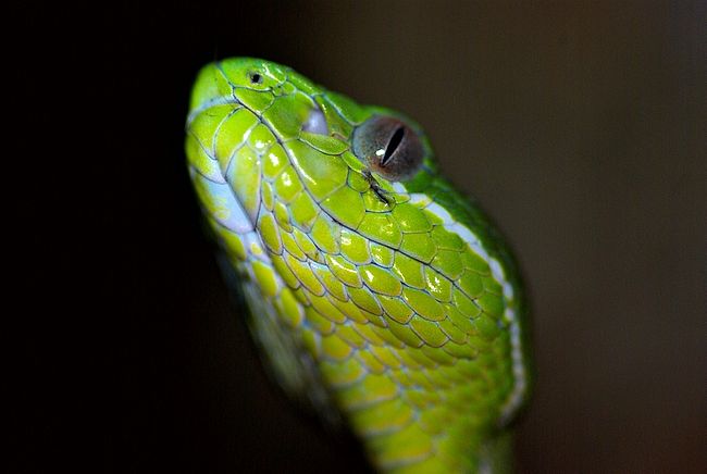 Snakes of Taiwan: Trimeresurus stejnegeri stejnegeri - Chinese Green ...